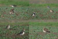Vanellus gregarius