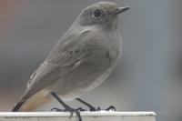 Phoenicurus ochruros