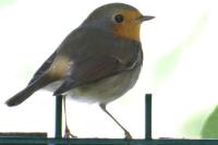 Erithacus rubecula