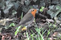 Erithacus rubecula