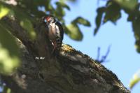 Dendrocopos medius