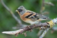 Fringilla montifringilla
