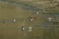 Gallinago gallinago