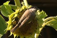 Poecile palustris