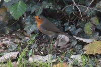 Erithacus rubecula