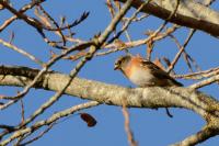 Fringilla montifringilla