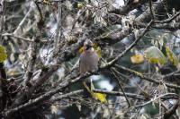 Garrulus glandarius