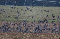 Columba palumbus