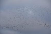 Vanellus vanellus
