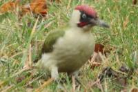 Picus viridis