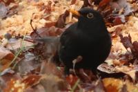 Turdus merula