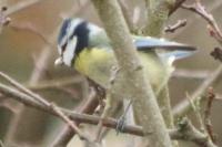 Cyanistes caeruleus