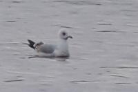 Larus canus