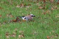 Garrulus glandarius