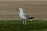 Larus michahellis