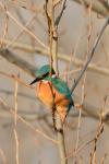 Alcedo atthis