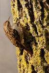 Certhia brachydactyla
