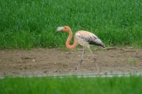 Phoenicopterus chilensis