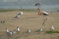 Phoenicopterus chilensis