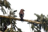 Garrulus glandarius
