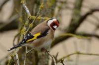 Carduelis carduelis