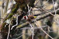 Carduelis carduelis