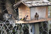 Carduelis carduelis