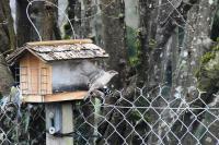 Passer domesticus