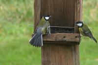 Parus major