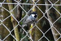 Periparus ater