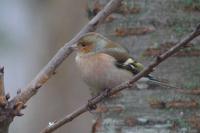 Fringilla coelebs