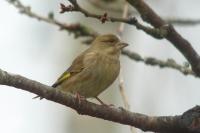 Chloris chloris