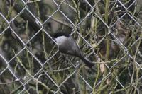 Poecile palustris