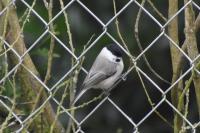 Poecile palustris