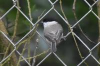Poecile palustris