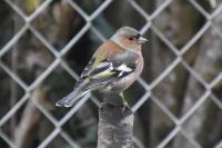Fringilla coelebs