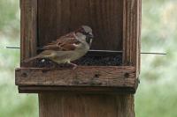 Passer domesticus