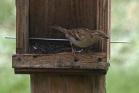 Passer domesticus