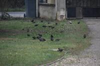 Sturnus vulgaris