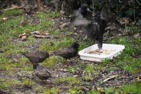Sturnus vulgaris