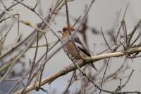 Coccothraustes coccothraustes