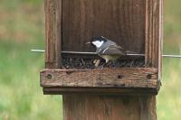 Periparus ater