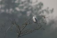 Elanus caeruleus