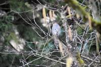 Accipiter nisus