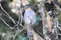 Accipiter nisus