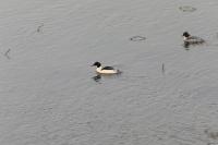 Mergus merganser