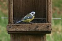 Cyanistes caeruleus