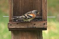 Fringilla montifringilla
