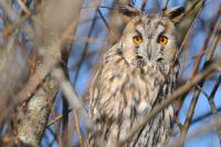 Asio otus