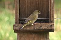 Chloris chloris